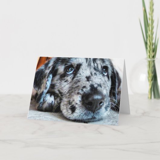 Puppy Look Greeting Karte (Vorderseite)