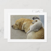 Puppy Love - Labrador and Mixed breed Puppy Postkarte (Vorne/Hinten)