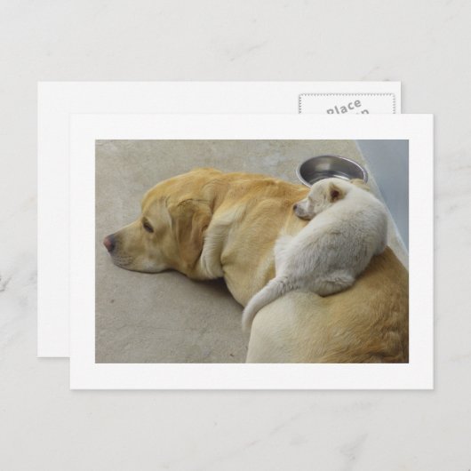 Puppy Love - Labrador and Mixed breed Puppy Postkarte (Vorne/Hinten)
