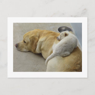 Puppy Love - Labrador and Mixed breed Puppy Postkarte