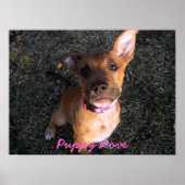 Puppy Love poster (Vorne)