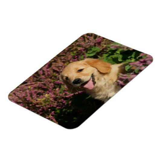 Puppy Magnet (Linke Seite)