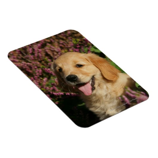 Puppy Magnet (Rechte Seite)