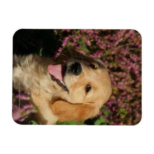 Puppy Magnet (Horizontal)