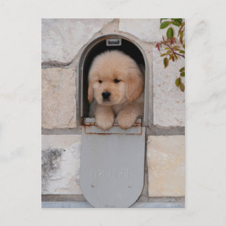 Puppy Mail Postkarte