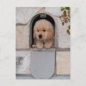 Puppy Mail Postkarte (Vorderseite)