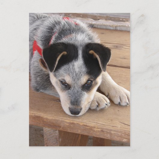 Puppy Mischief Postkarte (Vorderseite)