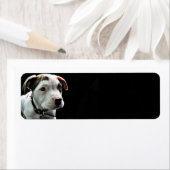 Puppy Pit Bull T-Bone (Insitu)