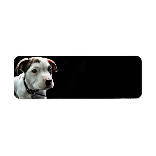 Puppy Pit Bull T-Bone (Vorne)