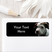 Puppy Pit Bull T-Bone (Insitu)