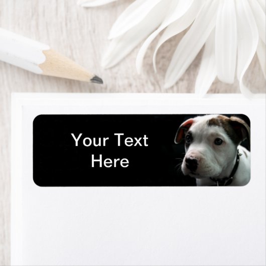 Puppy Pit Bull T-Bone (Insitu)