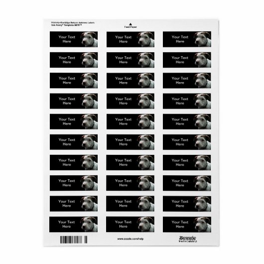 Puppy Pit Bull T-Bone (Vorne)