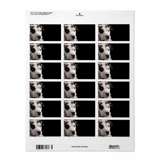 Puppy Pit Bull T-Bone Adressaufkleber (Vorne)