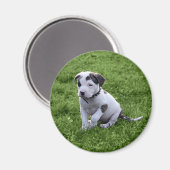 Puppy Pit Bull T-Bone Magnet (Vorderseite/Rückseite)