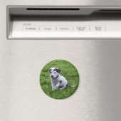Puppy Pit Bull T-Bone Magnet (In Situ (Geschirrspüler))