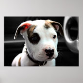 Puppy Pit Bull T-Bone Poster (Vorne)