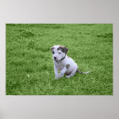 Puppy Pit Bull T-Bone Poster (Vorne)