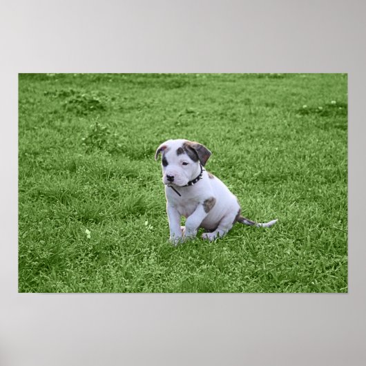 Puppy Pit Bull T-Bone Poster (Vorne)