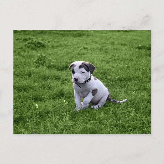 Puppy Pit Bull T-Bone Postkarte (Vorderseite)