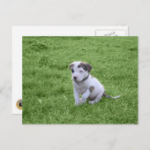 Puppy Pit Bull T-Bone Postkarte (Vorne/Hinten)