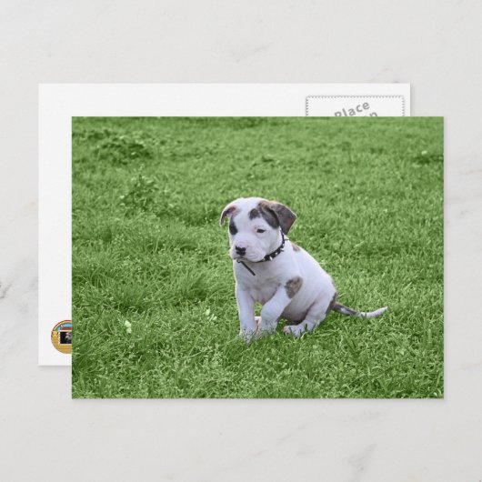 Puppy Pit Bull T-Bone Postkarte (Vorne/Hinten)