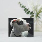 Puppy Pit Bull T-Bone Postkarte (Stehend Vorderseite)
