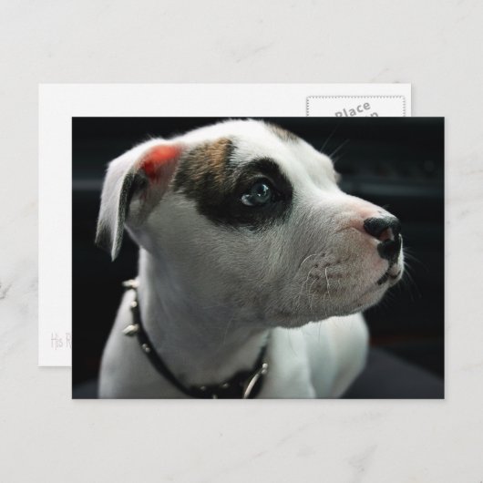 Puppy Pit Bull T-Bone Postkarte (Vorne/Hinten)