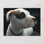 Puppy Pit Bull T-Bone Postkarte (Vorderseite)