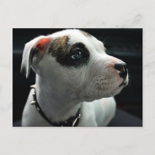 Puppy Pit Bull T-Bone Postkarte (Vorderseite)