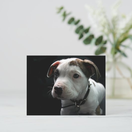 Puppy Pit Bull T-Bone Postkarte (Stehend Vorderseite)