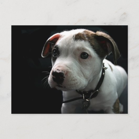 Puppy Pit Bull T-Bone Postkarte (Vorderseite)