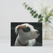 Puppy Pit Bull T-Bone Postkarte (Stehend Vorderseite)
