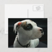 Puppy Pit Bull T-Bone Postkarte (Vorne/Hinten)