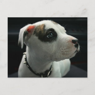 Puppy Pit Bull T-Bone Postkarte