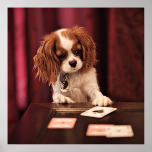 Puppy Plays Cards Poster (Vorne)