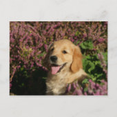 Puppy Postkarte (Vorderseite)