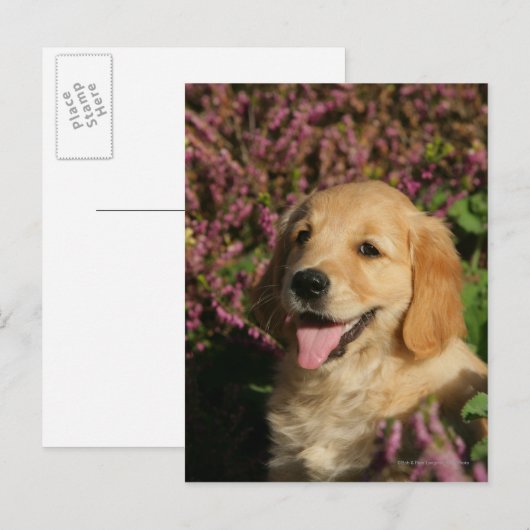 Puppy Postkarte (Vorne/Hinten)