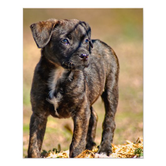 Puppy-Profil-Portrait Fotodruck (Vorne)