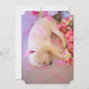 Puppy Sleepy Veil 01 Feiertagskarte