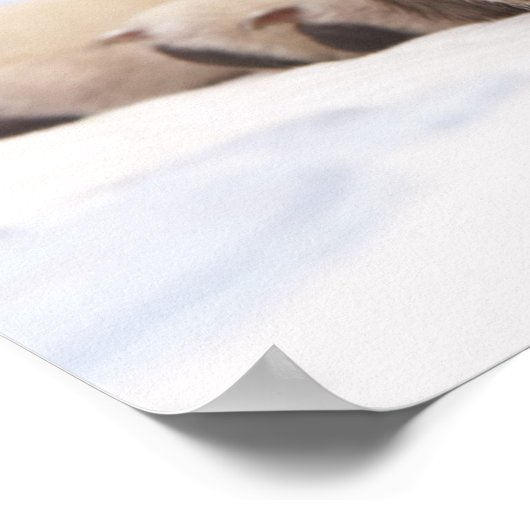 Puppy Soundly Sleeping Poster (Ecke)