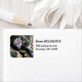 Pura vida für den weißen Kapuzineraffen (Insitu)