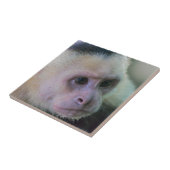 Pura vida für den weißen Kapuzineraffen Fliese (Seite)