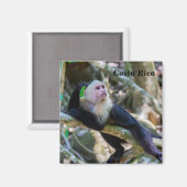 Pura vida für den weißen Kapuzineraffen Magnet (Vorderseite/Rückseite)