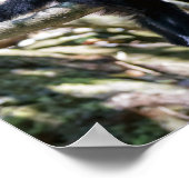 Pura vida für den weißen Kapuzineraffen Poster (Ecke)