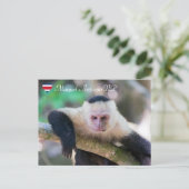 Pura vida für den weißen Kapuzineraffen Postkarte (Stehend Vorderseite)