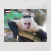 Pura vida für den weißen Kapuzineraffen Postkarte (Vorderseite)