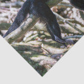 Pura vida für den weißen Kapuzineraffen Seidenpapier (Ausschnitt)