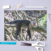 Pura vida für den weißen Kapuzineraffen Seidenpapier (Handwerk)