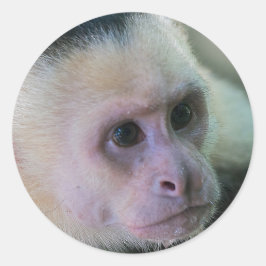 Pura vida für Kapuzineraffe Runder Aufkleber
