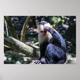 Pura Vida für Weißstirn-Kapuzineraffe Poster